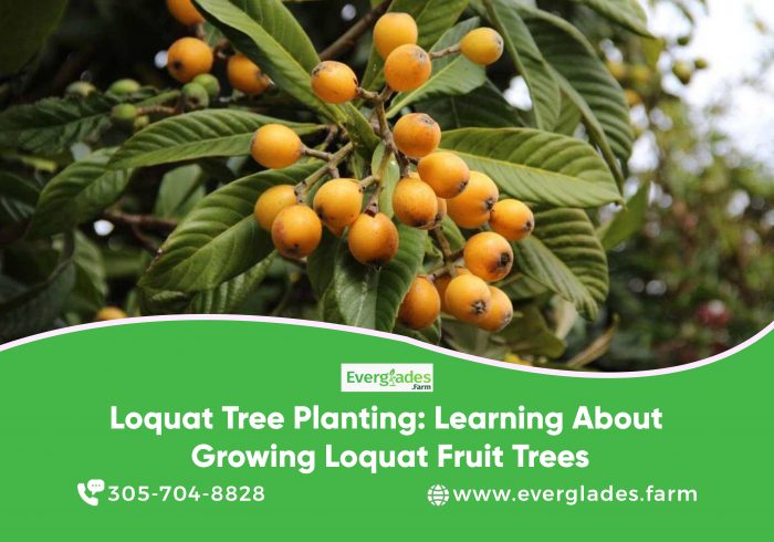 https://everglades.farm/blogs/news/growing-loquat-fruit-trees