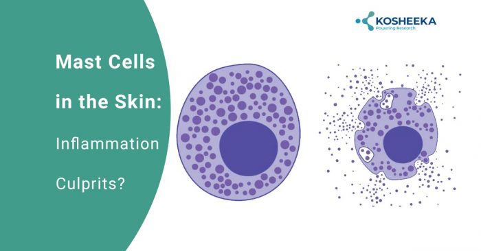 Mast Cell in the Skin: Inflammation Culprit?