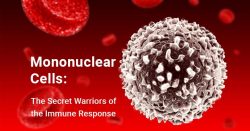 Mononuclear Cells: The Secret Warriors of the Immune Response