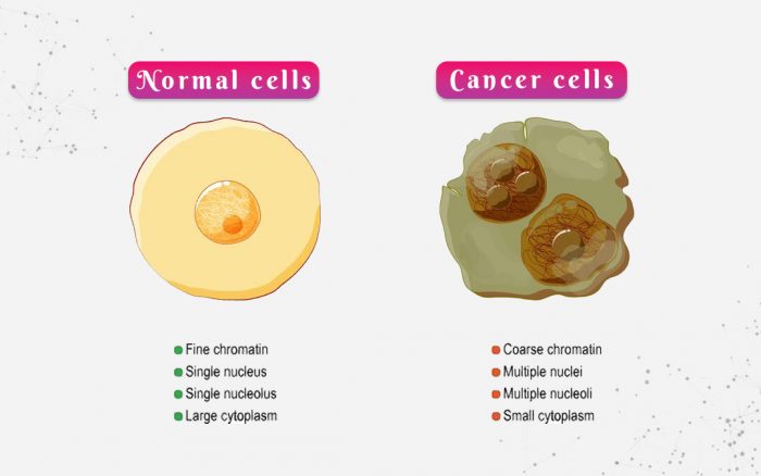Normal Cells vs. Cancer Cells