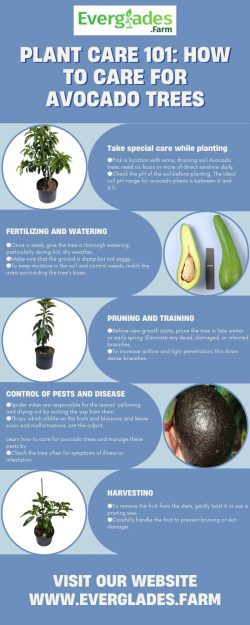 Plant Care 101: How to Care for Avocado Trees