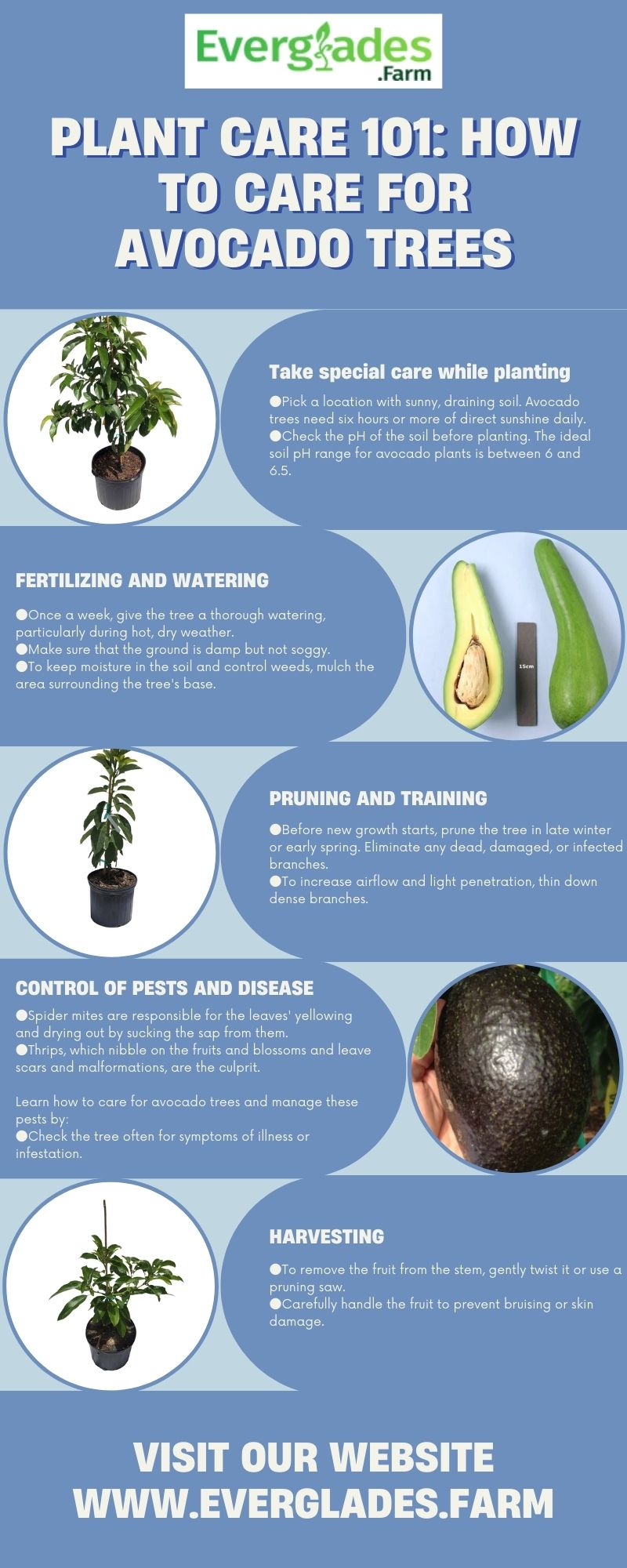 Plant Care 101 How to Care for Avocado Trees Social Social Social