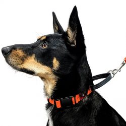 Discover the Best Dog Collars for Your Beloved Pet