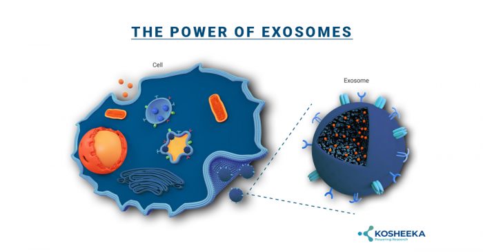 The Power of Exosomes