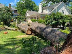 Tree Care Charlotte North Carolina