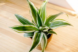 Indoor Hanging Plants: Greenery That Elevates Your Décor