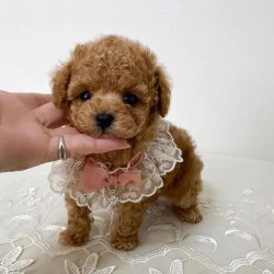 Adopt teacup puppies in Indiana