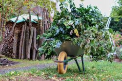 Get reliable Tree Cutting Services Near You in Sydney from Universal Tree Care