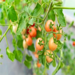 How to Build a Hydroponic Garden?