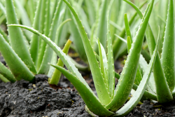 Aloe Vera: The Versatile Plant for Health and Beauty