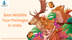 Best Wildlife Tour Packages In India | Squid Travel