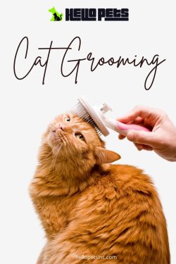 Hello Pets Inc.: Expert Cat Grooming Services for a Happy and Healthy Companion!