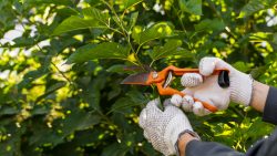 Best Tree Pruning in North Shore