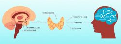 Relationship Between Thyroid Disorder And Dementia
