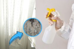 Top-Rated Curtain Mould Removal Service In Melbourne