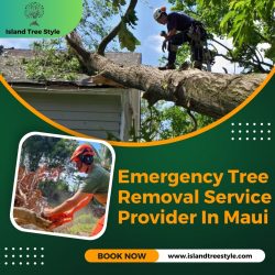 Emergency Tree Removal Service Provider In Maui – Island Tree Style