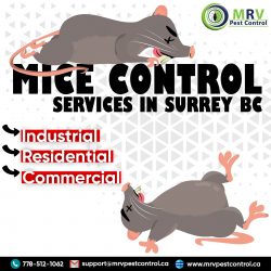 Mice Control Services In Surrey BC