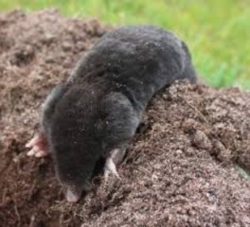 Ground Moles Removal In Georgia