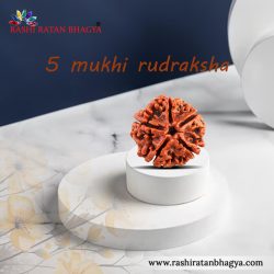 Buy 5 Mukhi Rudraksha Online at Rashi Ratan Bagya