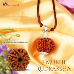 Shop 7 Mukhi Rudraksha OnlineFrom RashiRatanBhagya at the Best price.