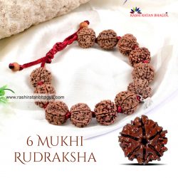 Buy 6 Mukhi Rudraksha FromRashiRatanBhagya At Genuine