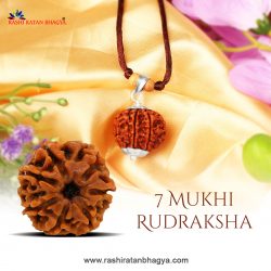 Buy 7 Mukhi Rudraksha Online at Rashi Ratan Bagya