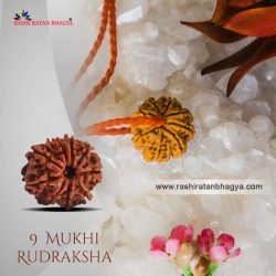 Shop 9 Mukhi Rudraksha Online At the best Price
