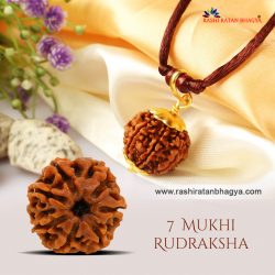 Buy 7 Mukhi Rudraksha Online at Rashi Ratan Bagya