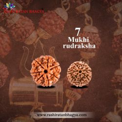 Buy 7 Mukhi Rudraksha From Rashi Ratan Bhagya