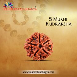 Buy 5 Mukhi Rudraksha From Rashi Ratan Bhagya At Genuine