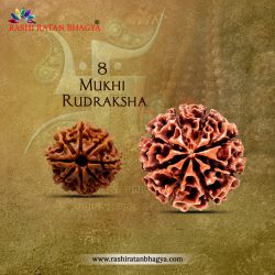 Buy 8 Mukhi Rudraksha Online at Rashi Ratan Bagya