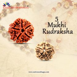 Shop 5 Mukhi Rudraksha Online at The Best Price