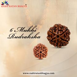 Buy 6 Mukhi Rudraksha From Rashi Ratan Bhagya