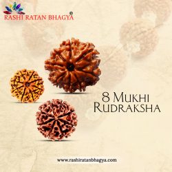 Buy 8 Mukhi Rudraksha From Rashi Ratan Bhagya At Genuine
