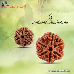 Buy 6 Mukhi Rudraksha From Rashi Ratan Bhagya At Genuine