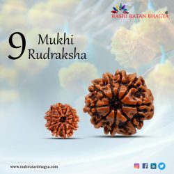 Buy 9 Mukhi Rudraksha Online at Rashi Ratan Bagya