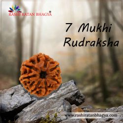 Shop 7 Mukhi Rudraksha Online From Rashi Ratan Bhagya at the Best Price.
