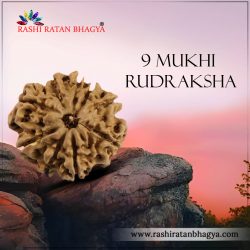 Shop 9 Mukhi Rudraksha Online At the best Price