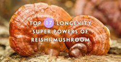Unlock the Health Benefits of Reishi Mushroom: Nature’s Wellness Wonder