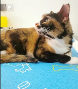 Cat Acupuncture Singapore