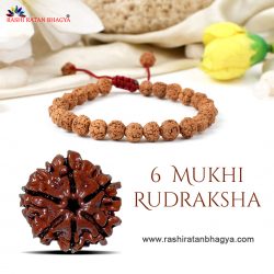 Buy 6 Mukhi Rudraksha FromRashiRatanBhagya At Genuine