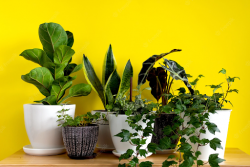 How to Care for Your Ficus: A Comprehensive Guide