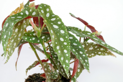 Caring for Begonia Maculata: Tips and Tricks for a Thriving and Beautiful Plant
