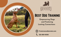Best Training for Pets