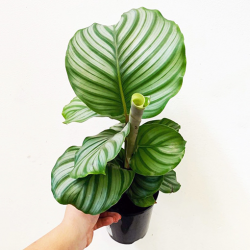 Calathea Orbifolia: Add a Touch of Style and Flair to Your Living Space