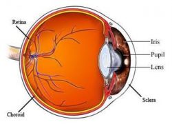 Learn about corneas and common diseases