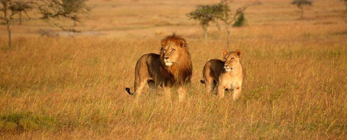 Experience the Magic of Kenya Wildlife Safaris