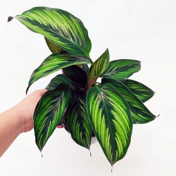 The Resilient and Aesthetic Marvel: Exploring the Spider Plant
