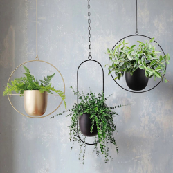 The Beauty of Hanging Baskets: A Visual Delight