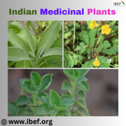 Indian Medicinal Plants – IBEF India